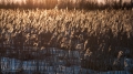 007_Biebrza - marzec 2013